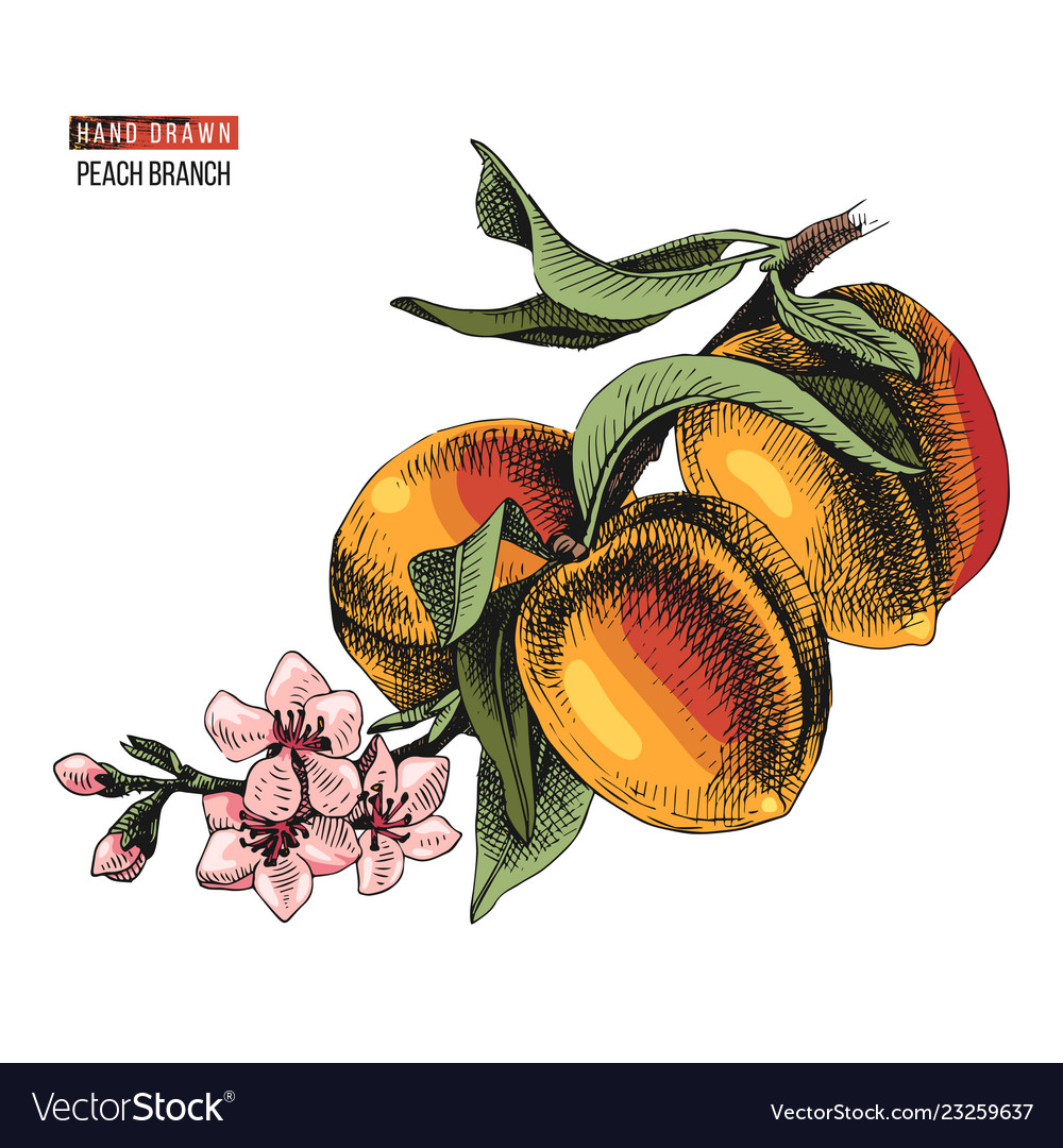 Hand drawn peach branch Royalty Free Vector Image