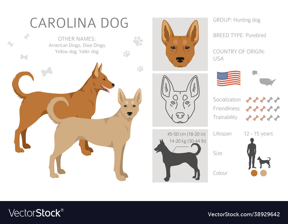 Carolina dog clipart different poses coat colors