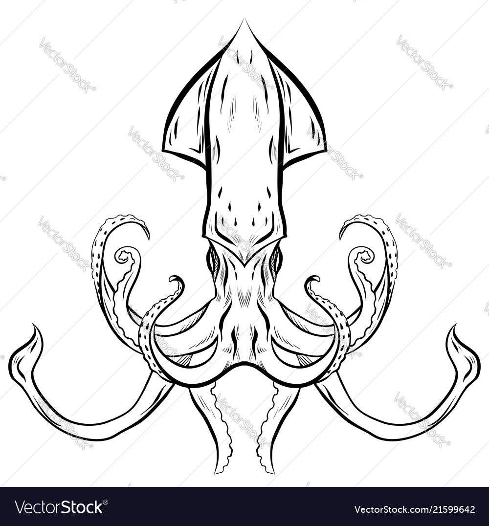 Contour Black And White Squid Royalty Free Vector Image