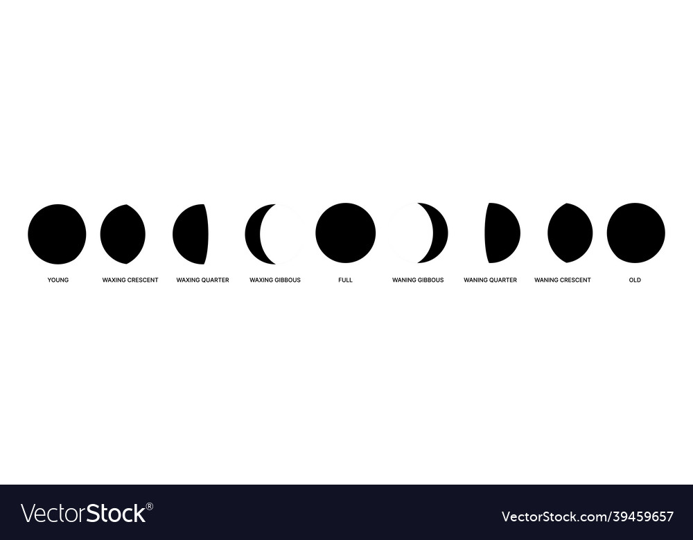 Moon phases isolated moons from young to old vector image Moon phases isolated moons from young to old