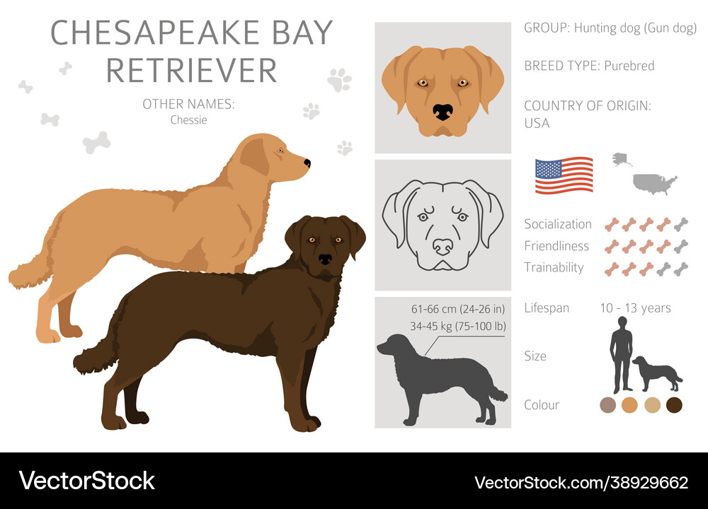 Chesapeake bay retriever clipart different poses Vector Image
