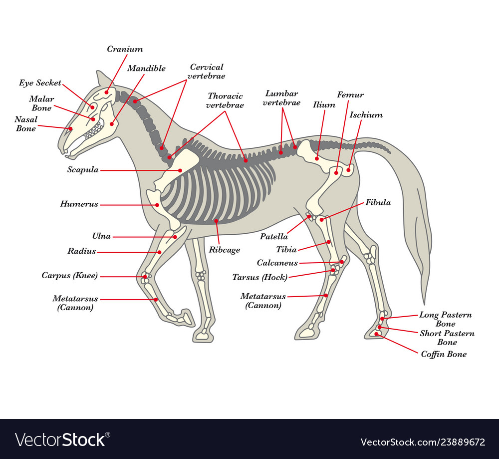 Skeleton of a horse with the different bones Vector Image