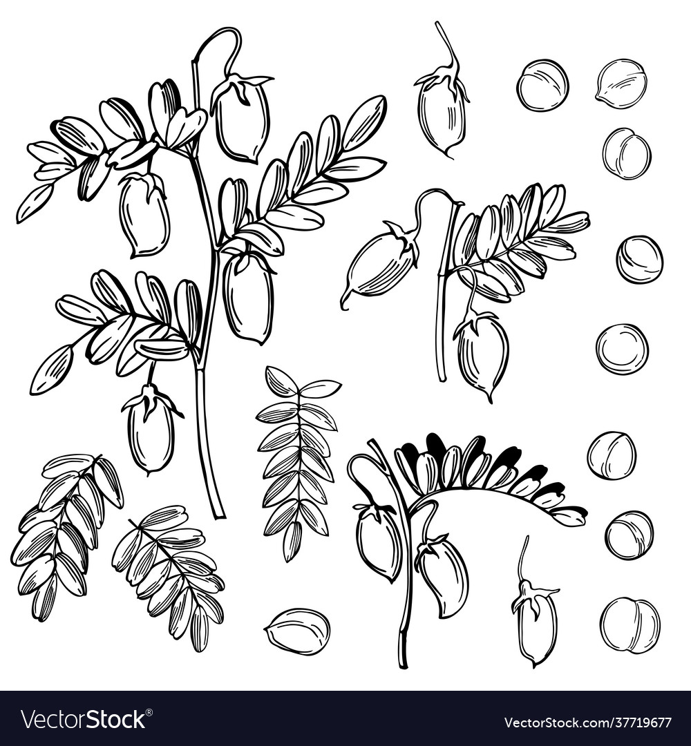 Chickpeas plant Royalty Free Vector Image - VectorStock