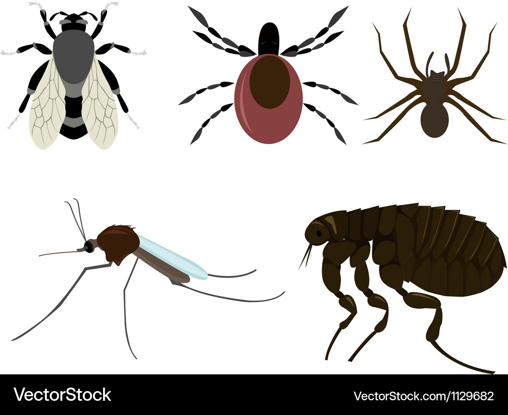 Vector Insect Ca Insects Royalty Free Vector Image - VectorStock