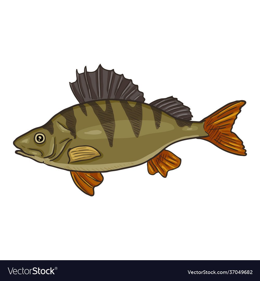 Perch cartoon fish