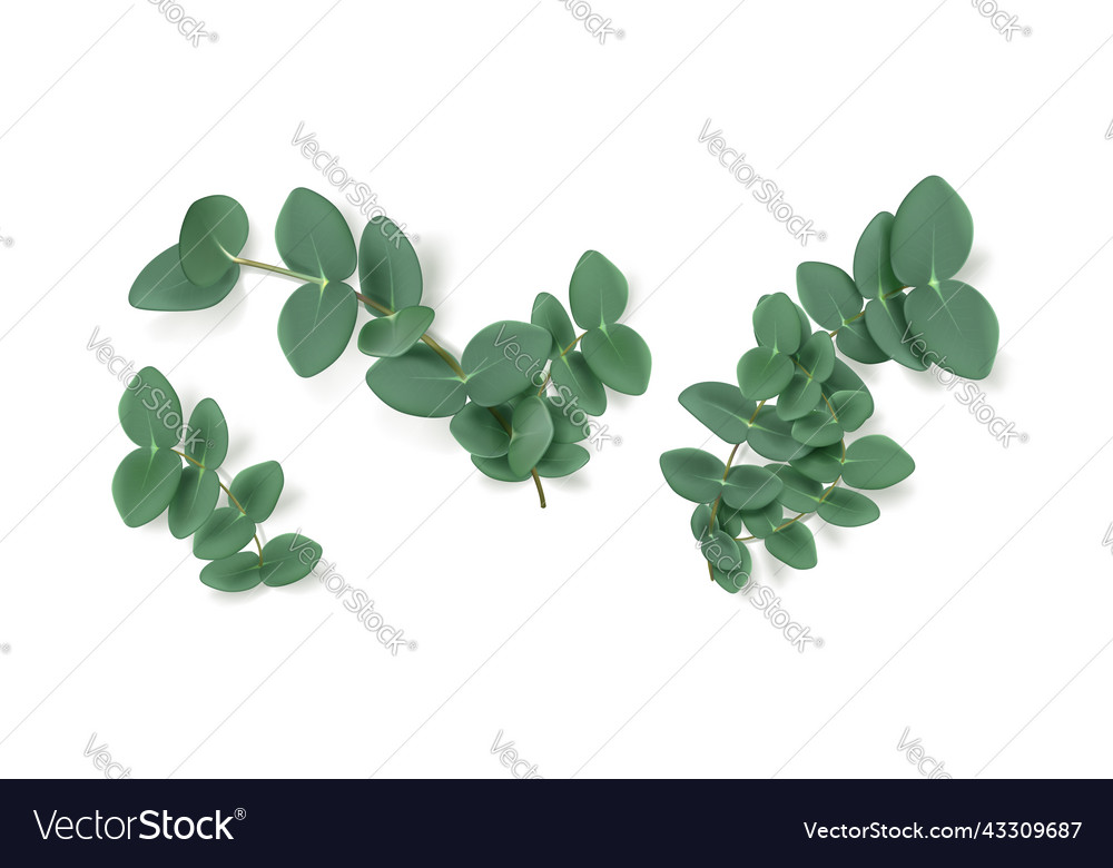 Eucalyptus leaves and branches aromatic herb Vector Image