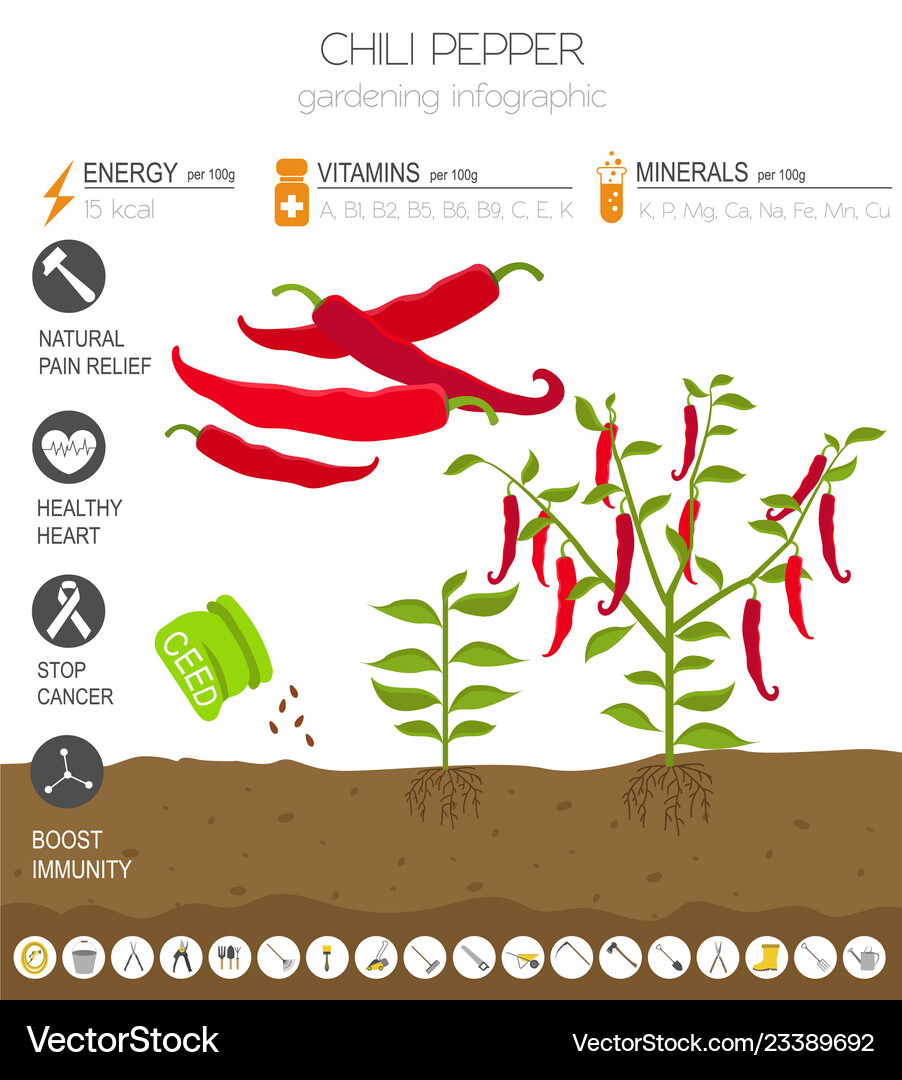 Chili pepper beneficial features graphic template Vector Image