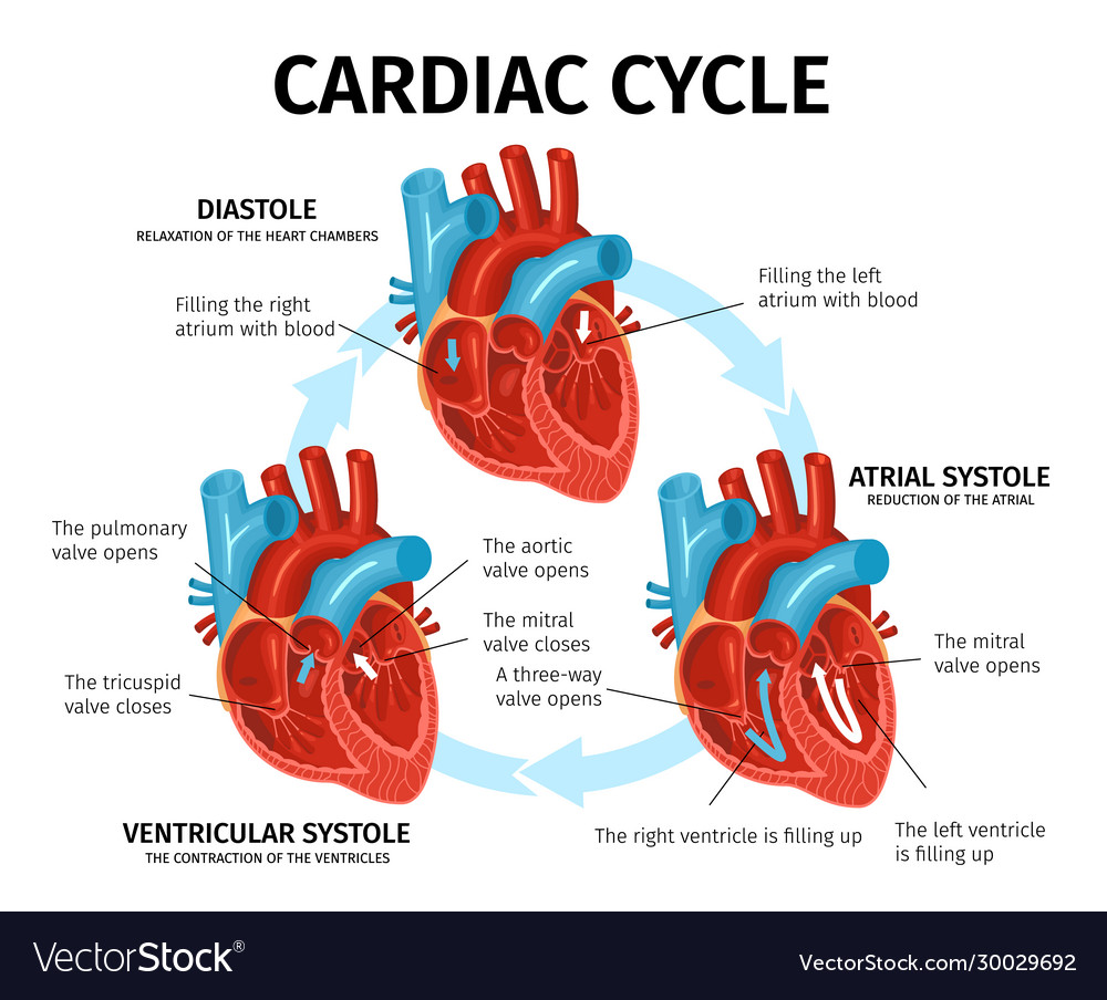 Heart anatomy flat infographics Royalty Free Vector Image