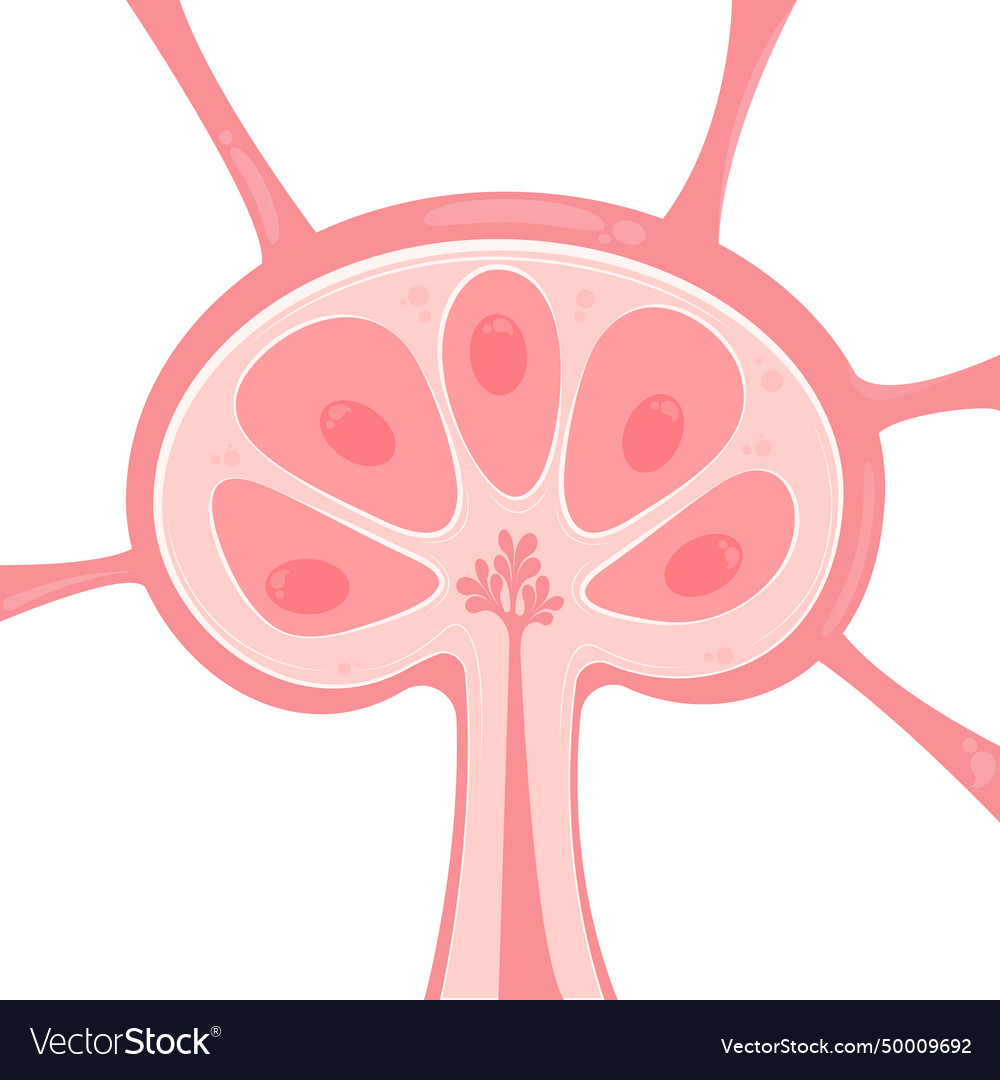 Lymph Node Royalty Free Vector Image Vectorstock Lymph Node Royalty Free Vector Image Vectorstock
