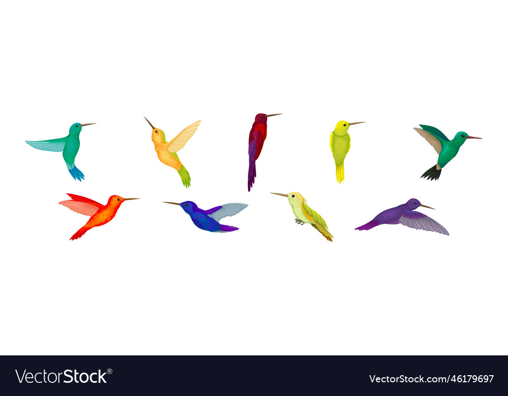Colorful hummingbird species with long beak vector image Colorful hummingbird species with long beak