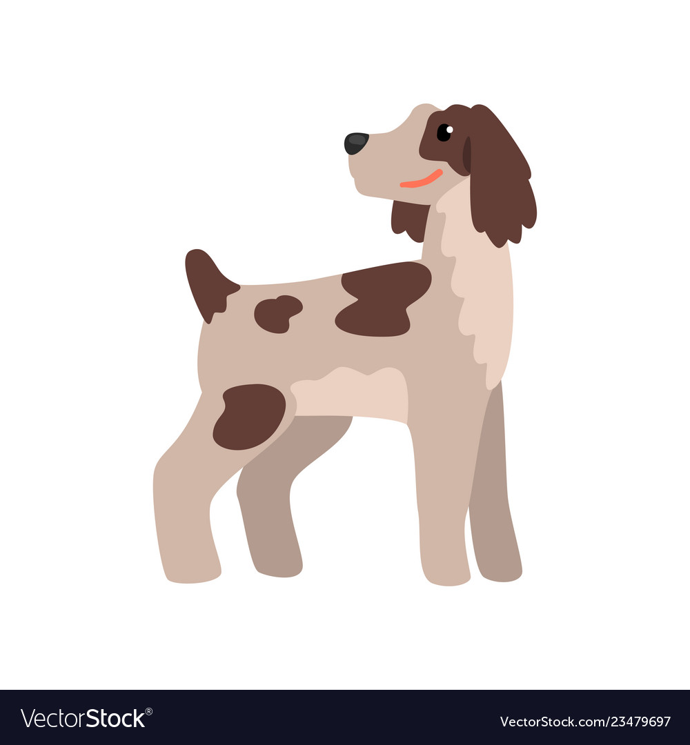 Lustiger weißer Hund mit braunen Flecken