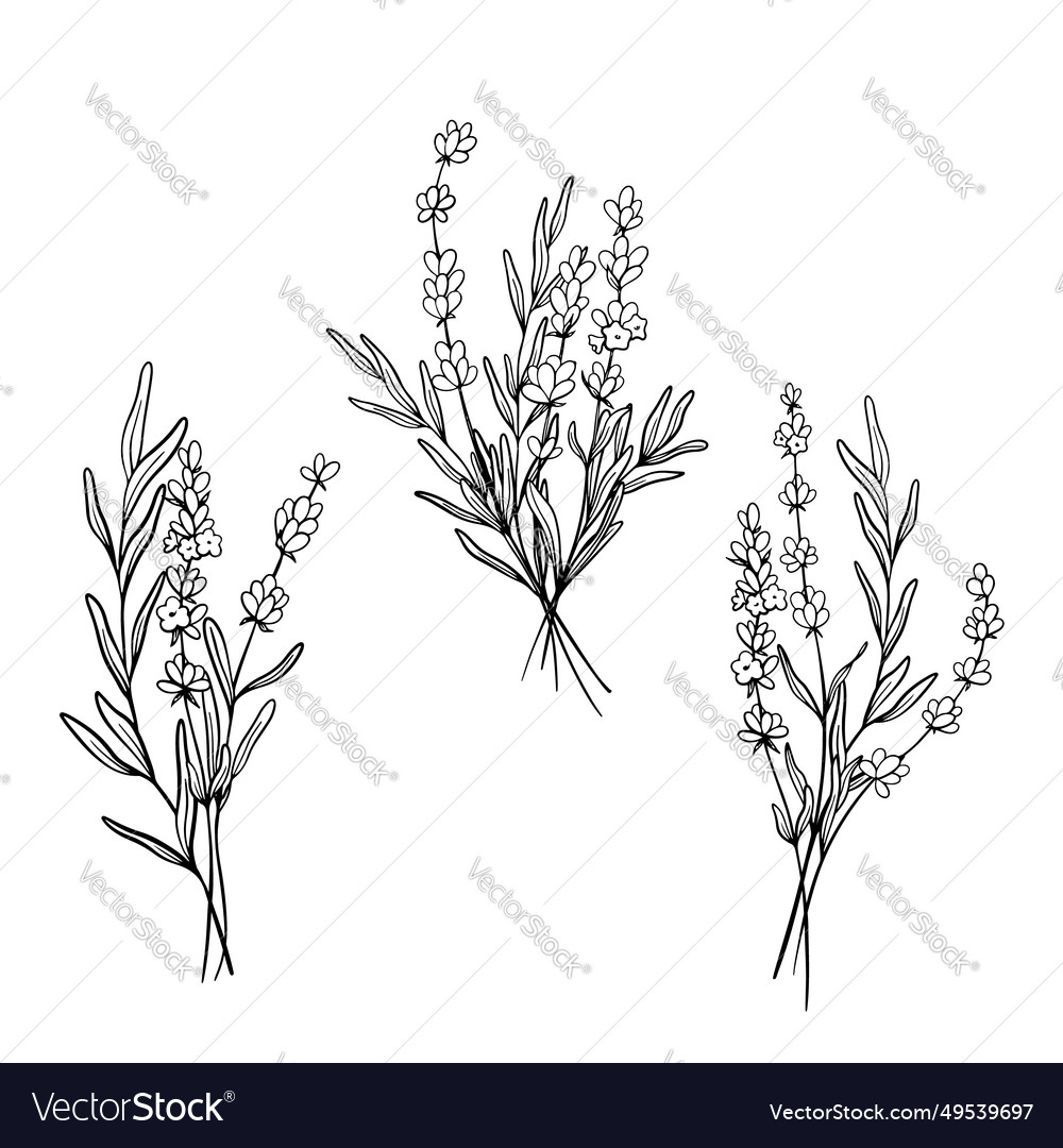 Set of bouquet lavender flower line art drawing Vector Image