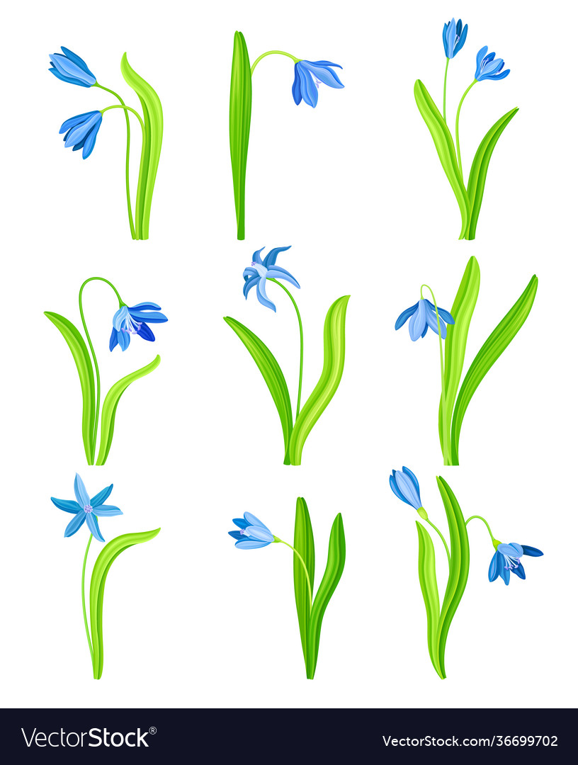 Snowdrop or galanthus with blue drooping bell Vector Image