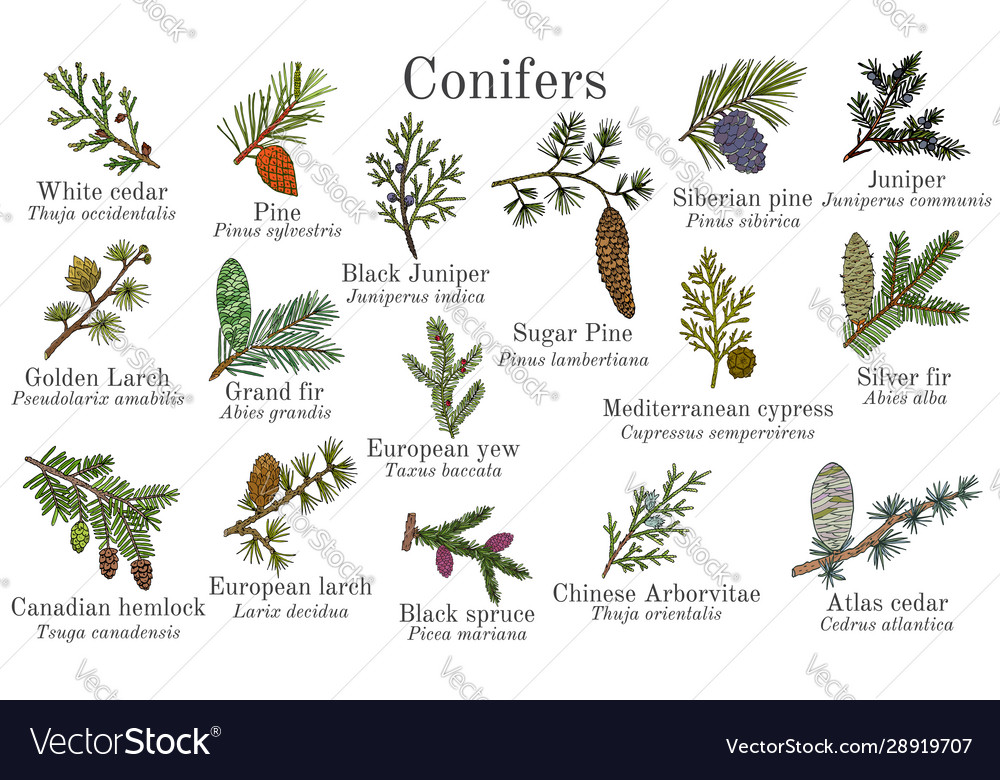 Conifer Branches and Cones