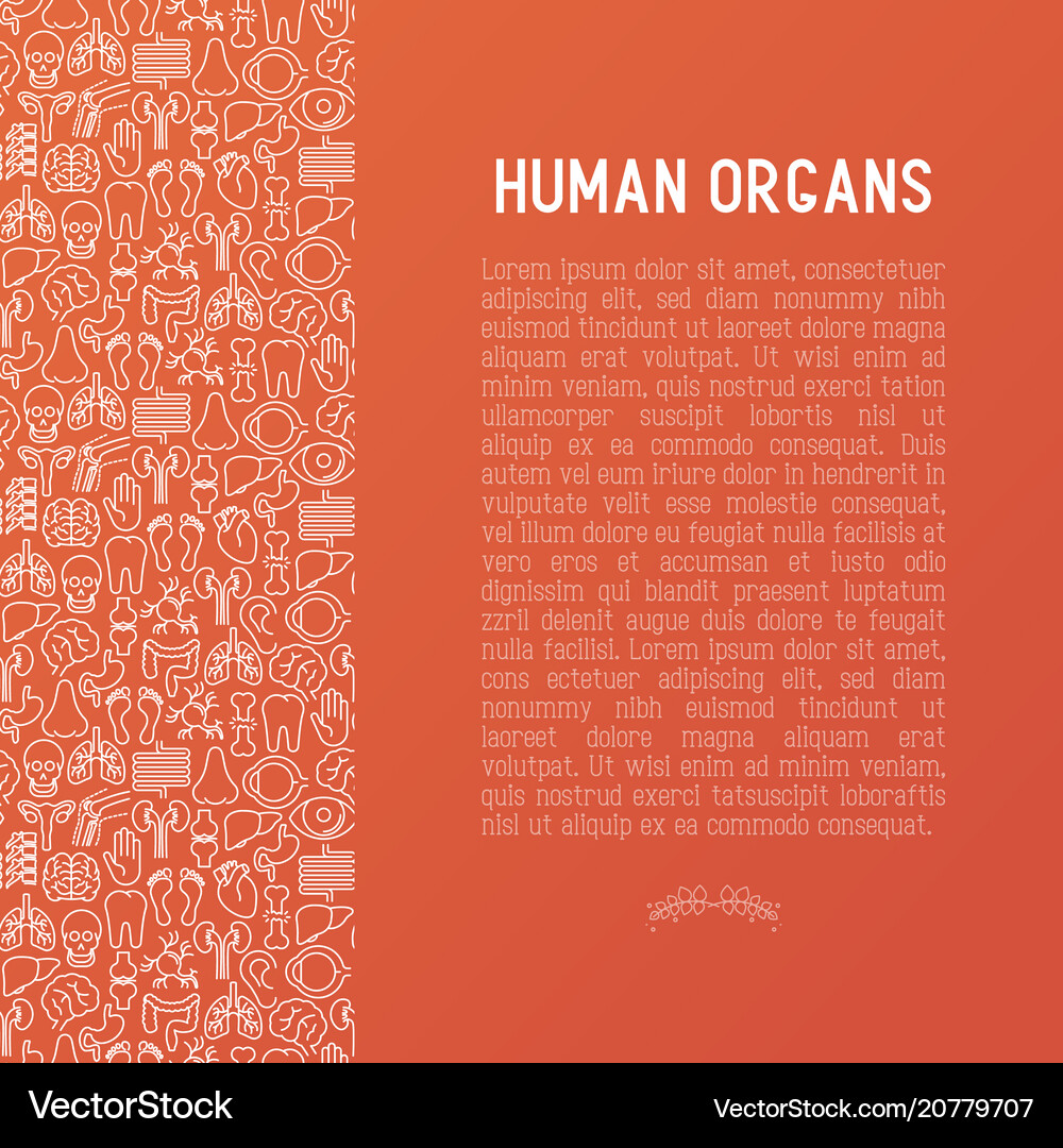 Human internal organs concept Royalty Free Vector Image