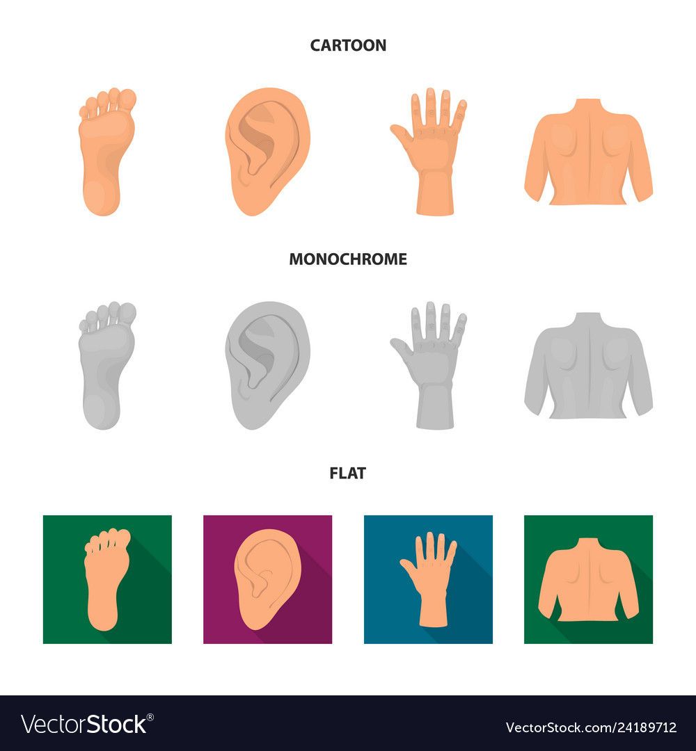 Design of body and part sign set vector image Design of body and part sign set
