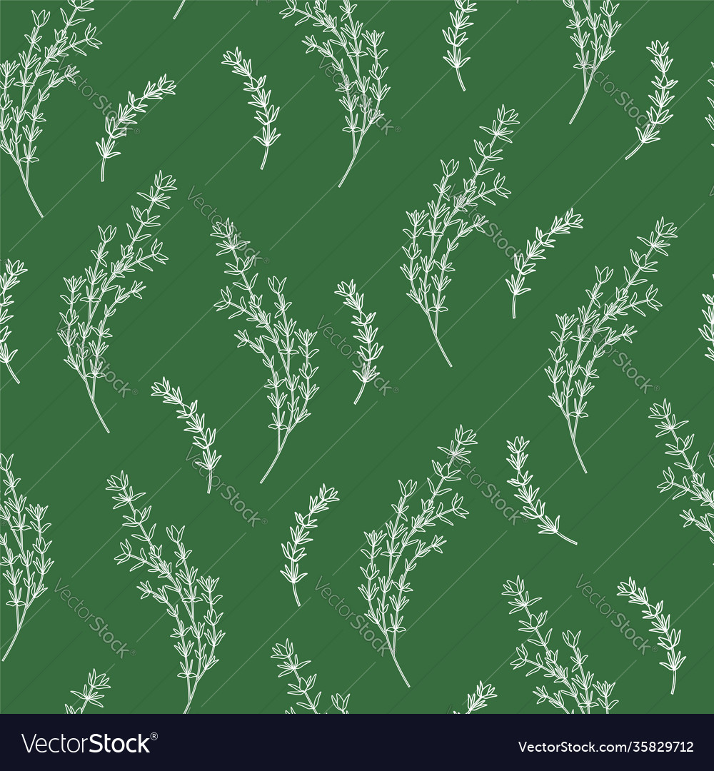 Seamless pattern with thyme sprigs and branches vector image Seamless pattern with thyme sprigs and branches