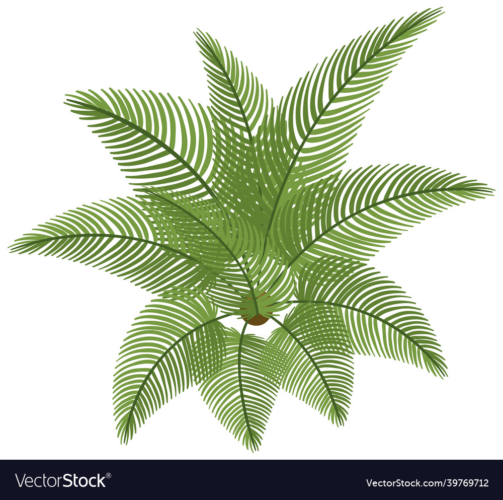 Top view of cycad isolated on white background Vector Image