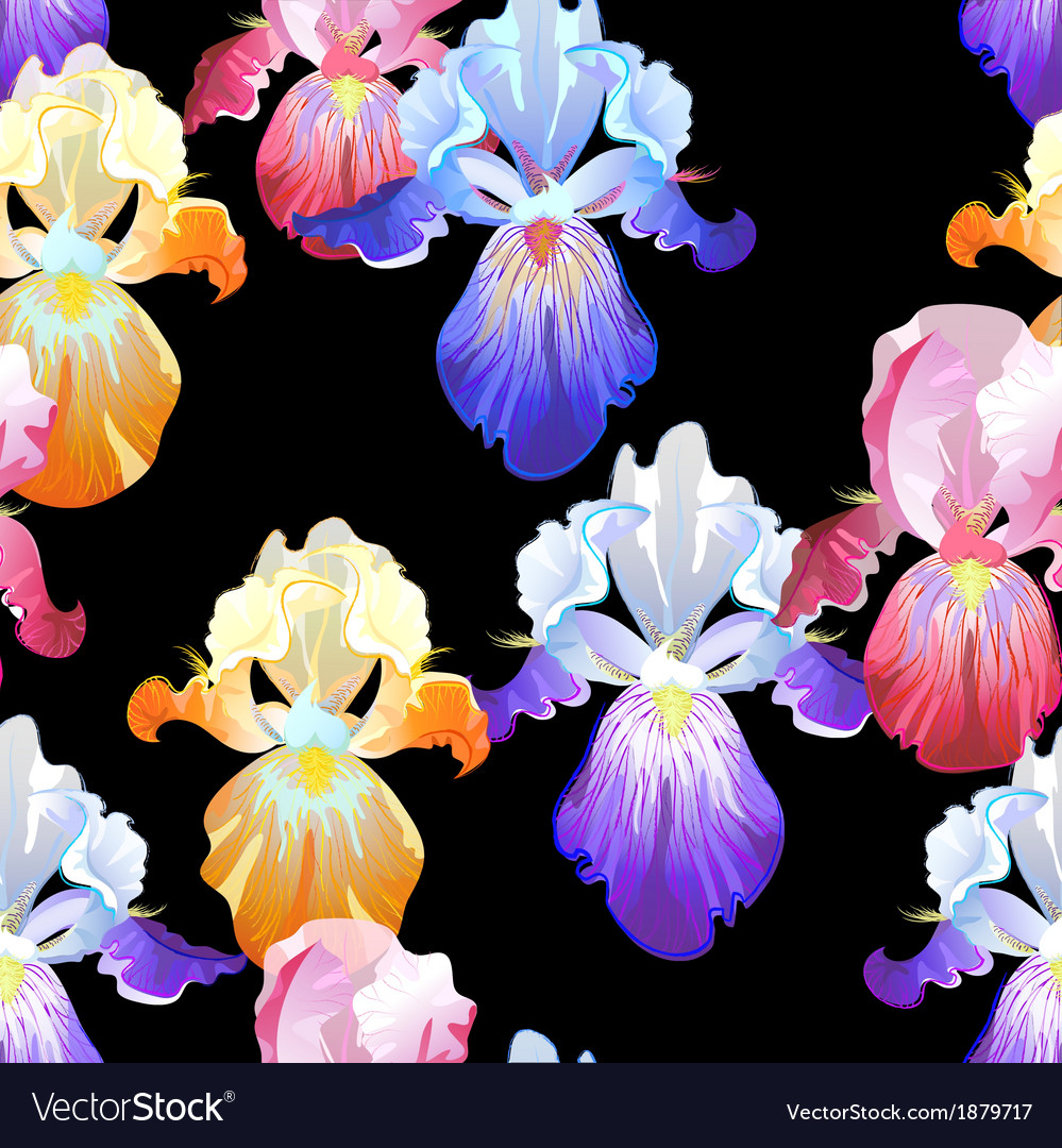Iriski Royalty Free Vector Image - VectorStock