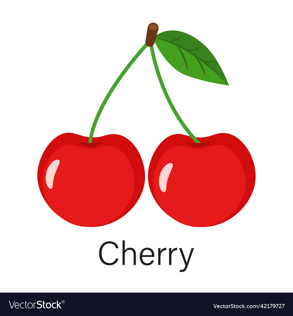 Ripe cherry Royalty Free Vector Image - VectorStock