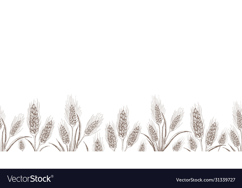 Seamless wheat or barley background isolated