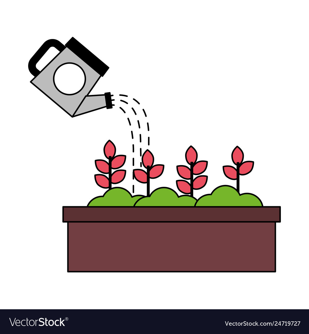 Watering can with potted plants gardening Vector Image