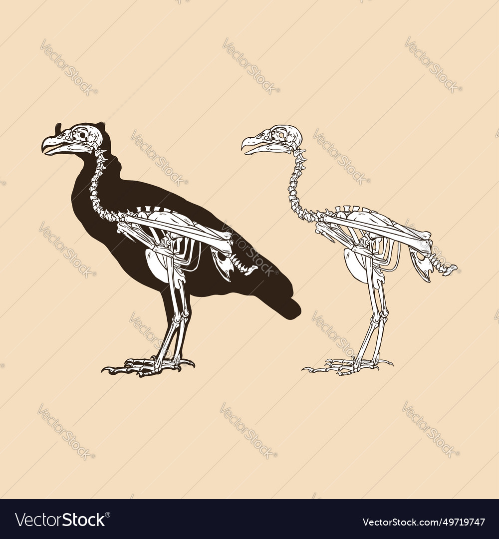Skeleton Bird Antique Royalty Free Vector Image Skeleton Bird Antique Royalty Free Vector Image