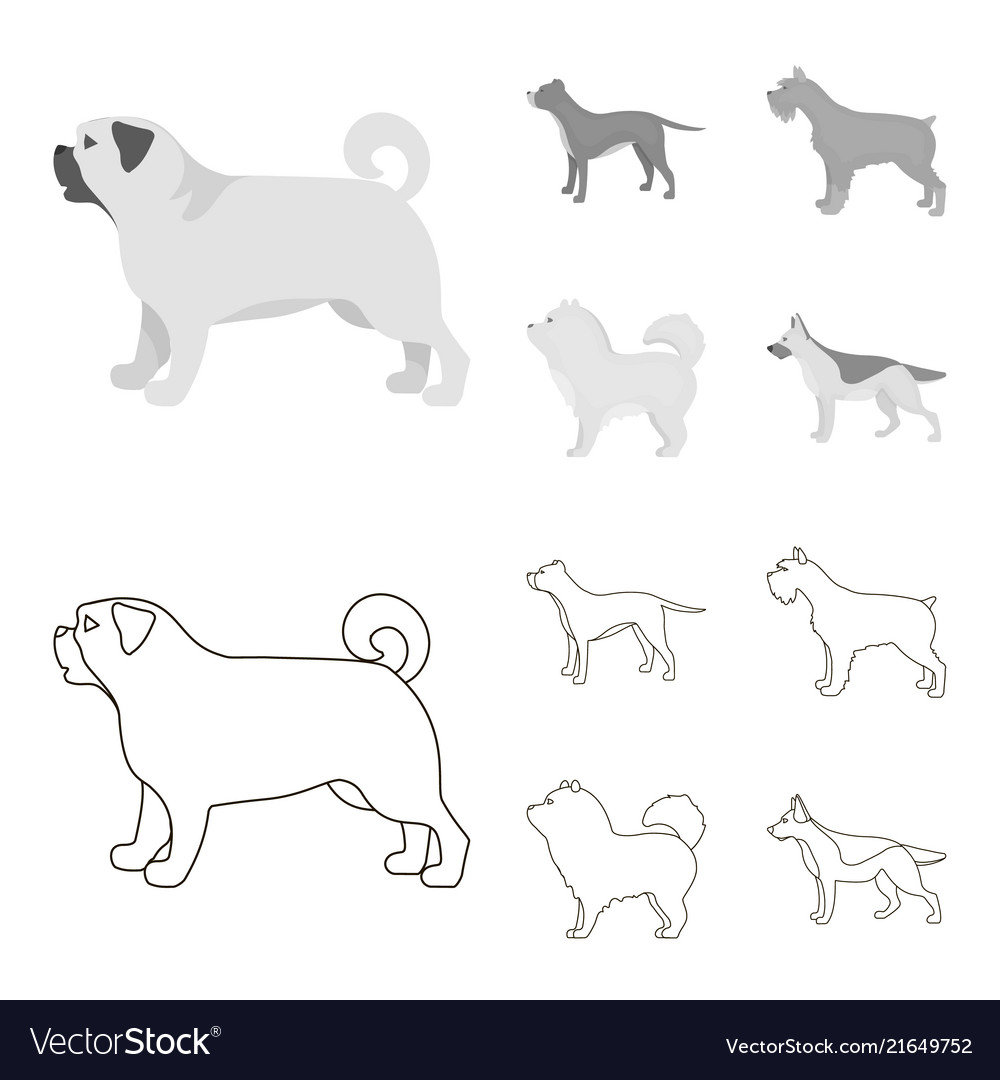 Pit bull german shepherd chow schnauzer