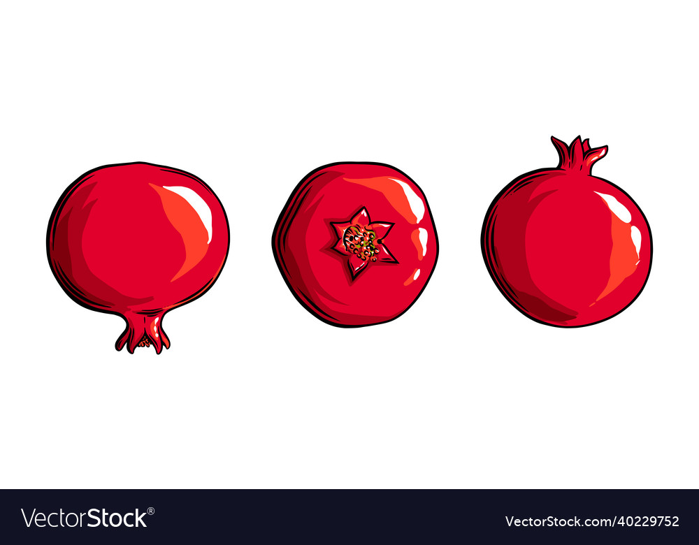 Pomegranate fruit side view and top colored vector image Pomegranate fruit side view and top colored