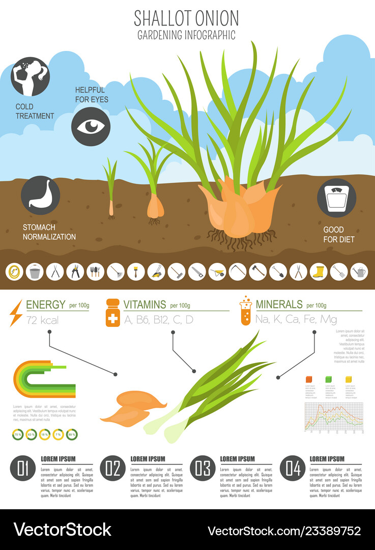Shallot onion beneficial features graphic Vector Image