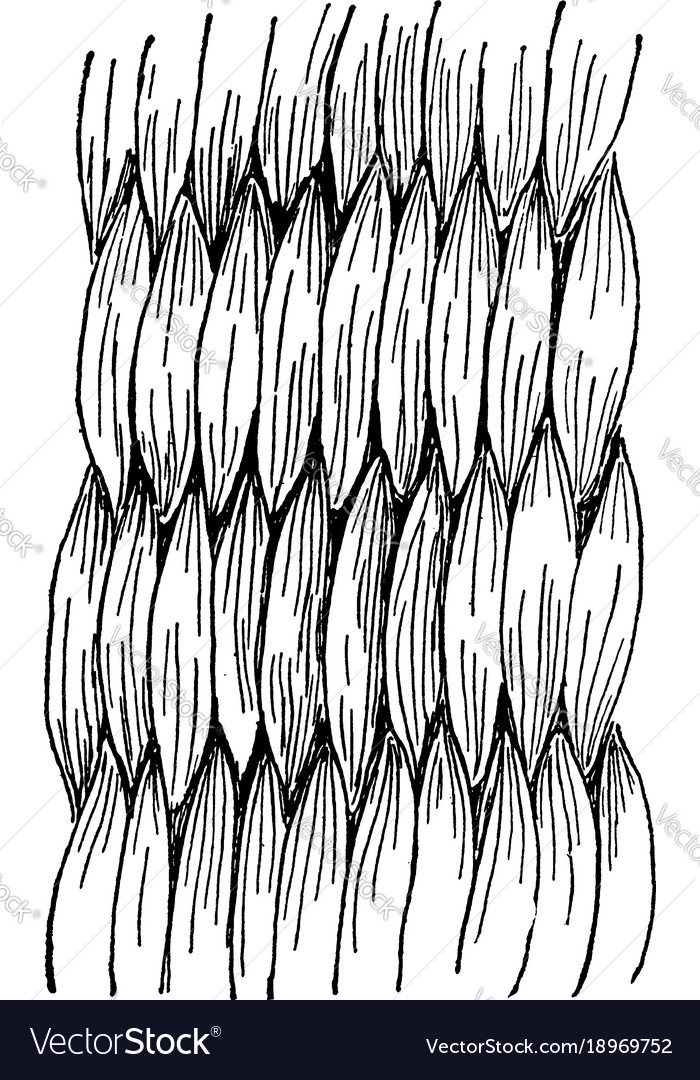 Wicker Basket Weave Pattern