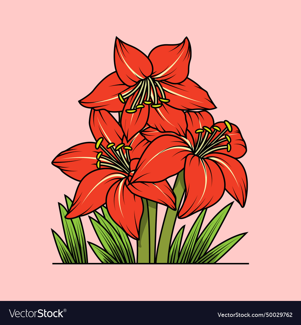 Amaryllis Flower In Orange Royalty Free Vector Image amaryllis-flower-in-orange-royalty-free-vector-image
