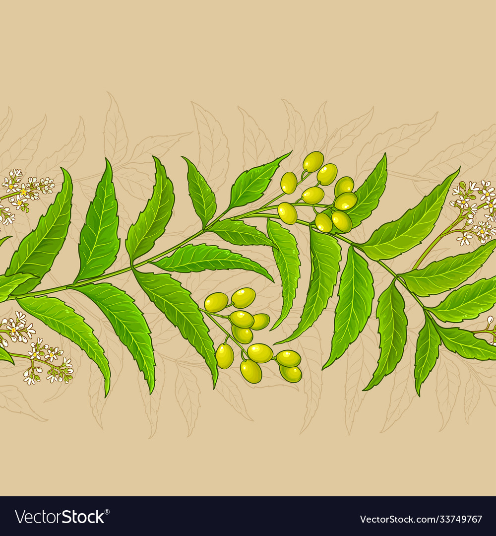 Neem branches pattern on color background Vector Image