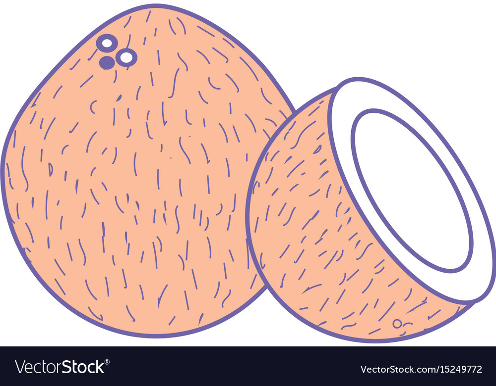 Coconot fruit with one slice