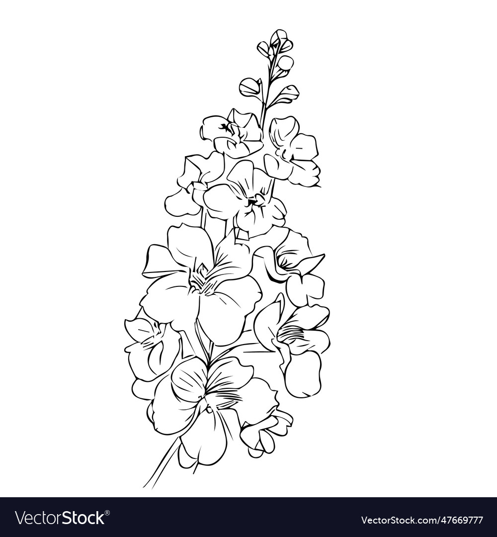 Delphinium Larkspur Floral Sketch