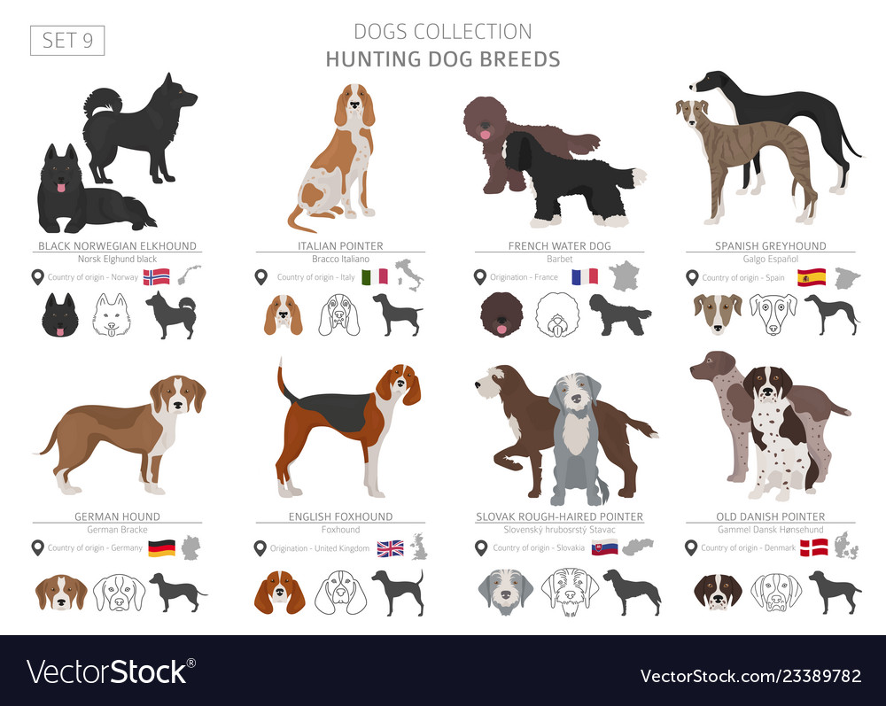 Hunting dogs collection isolated on white flat Vector Image