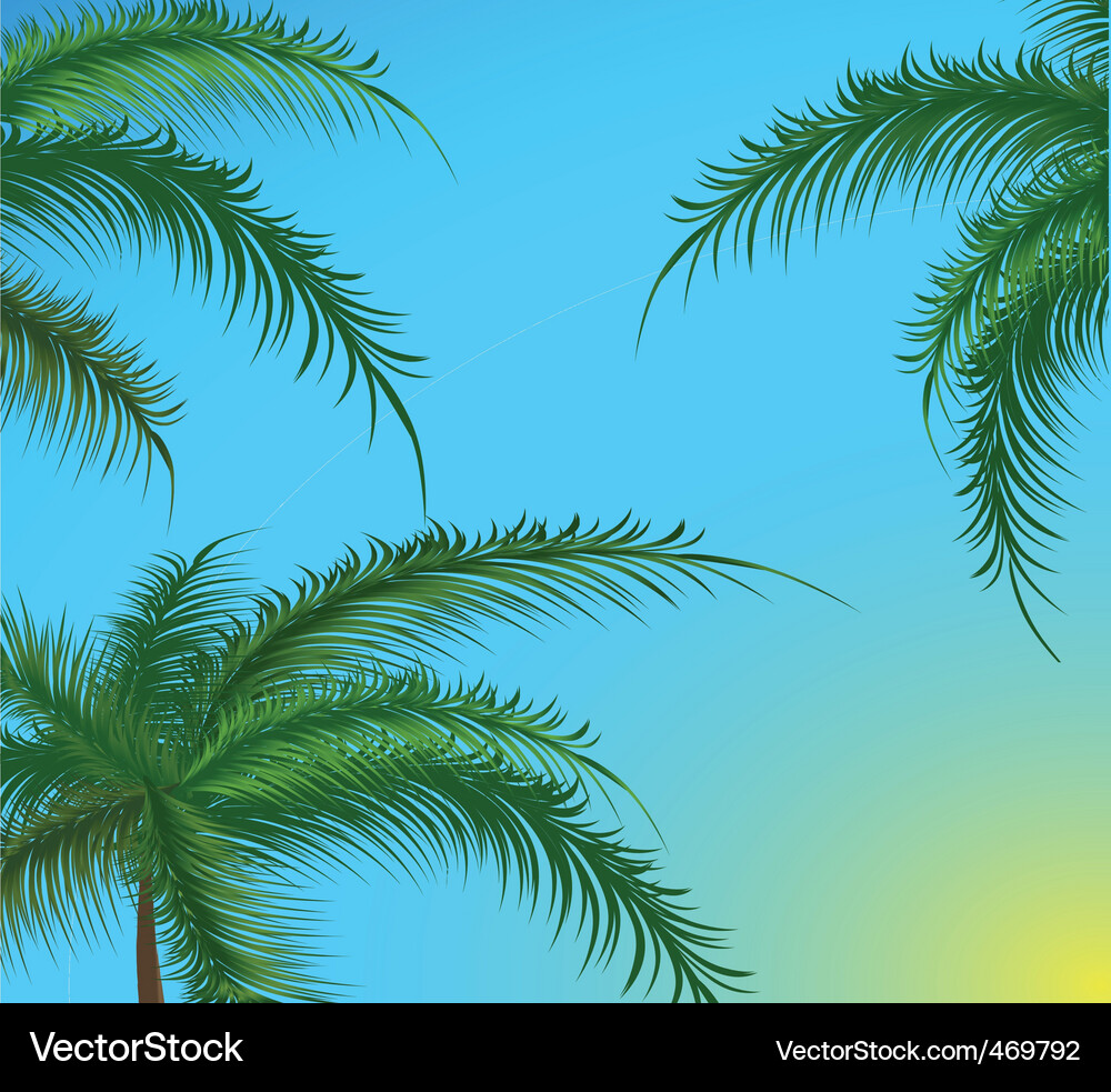 Palm trees Royalty Free Vector Image - VectorStock