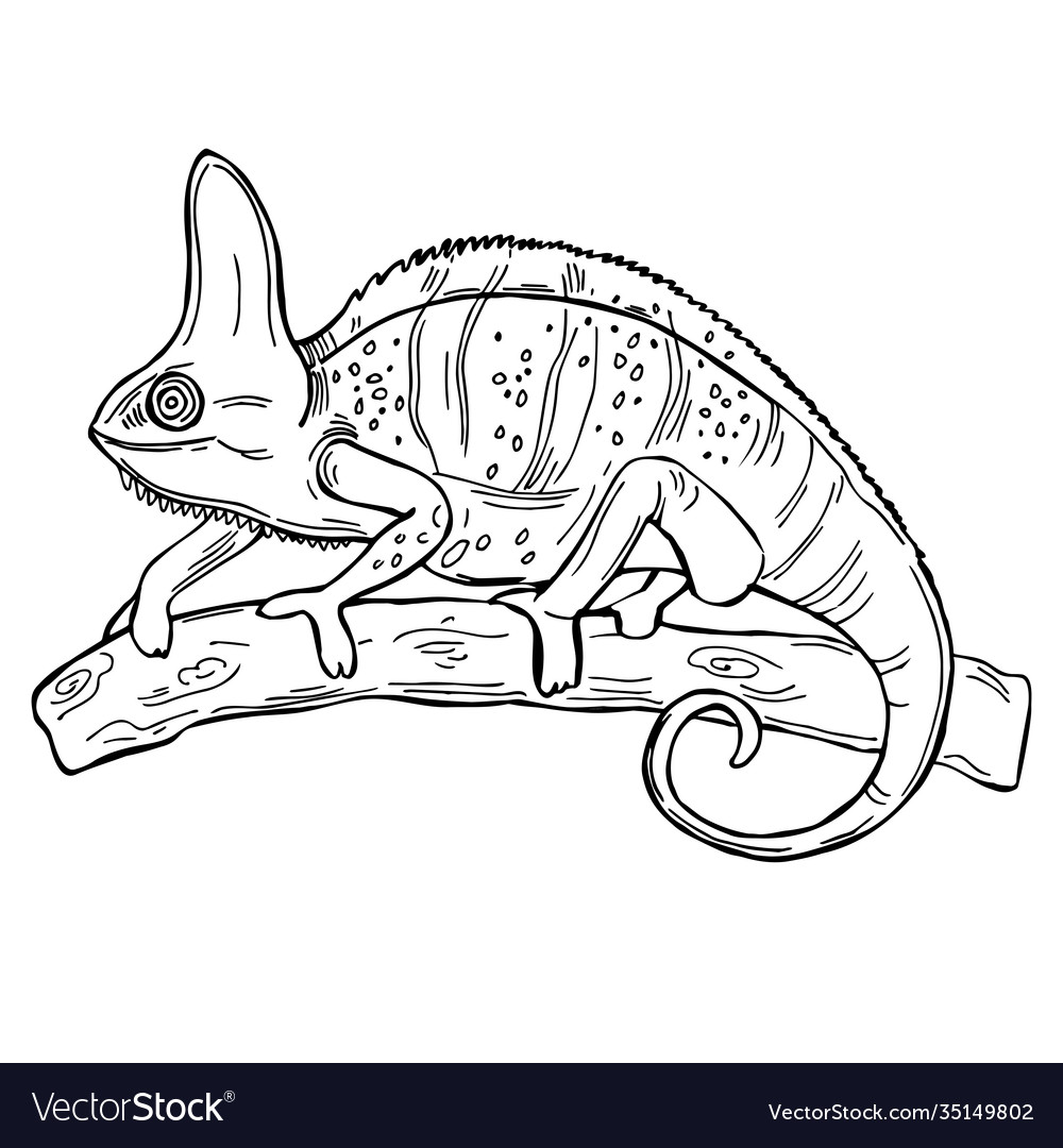 Chameleon Royalty Free Vector Image - VectorStock