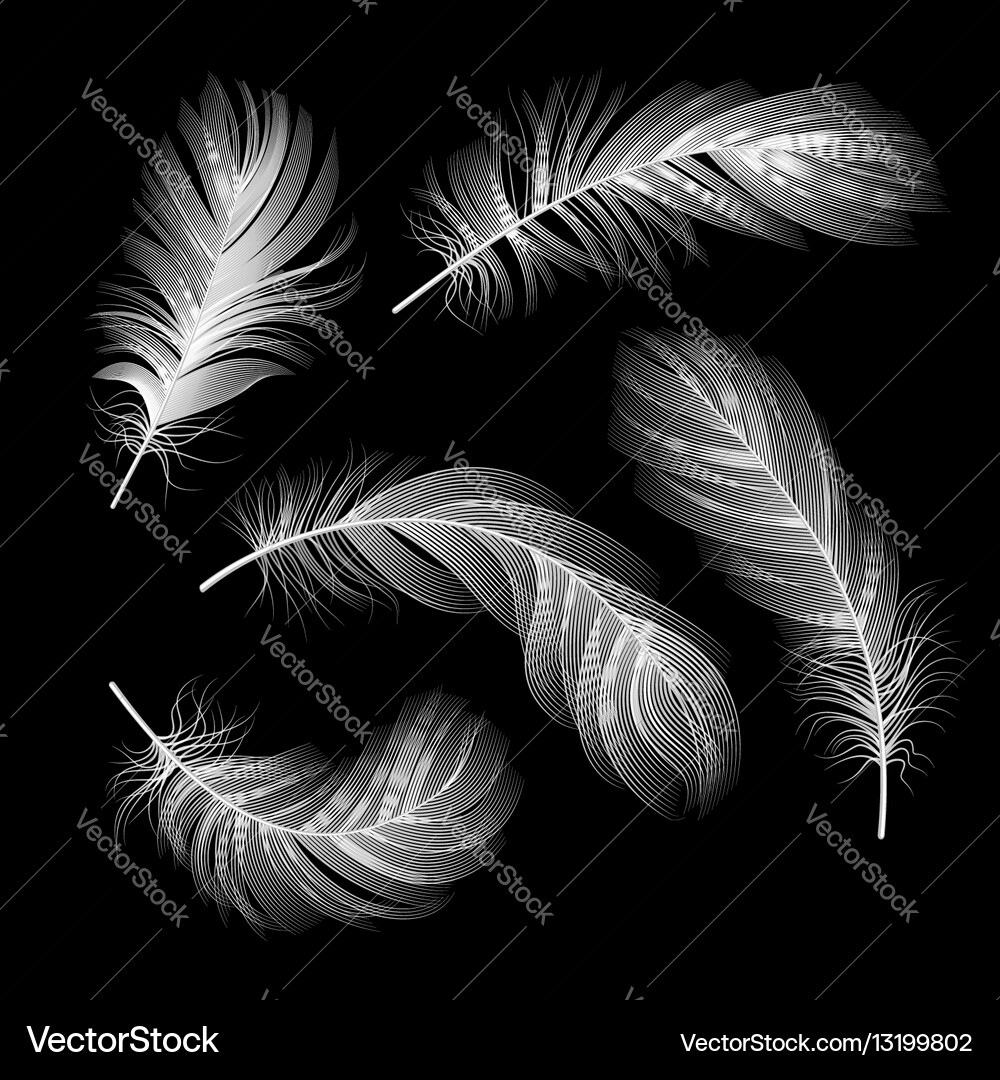 Feathers set Royalty Free Vector Image - VectorStock