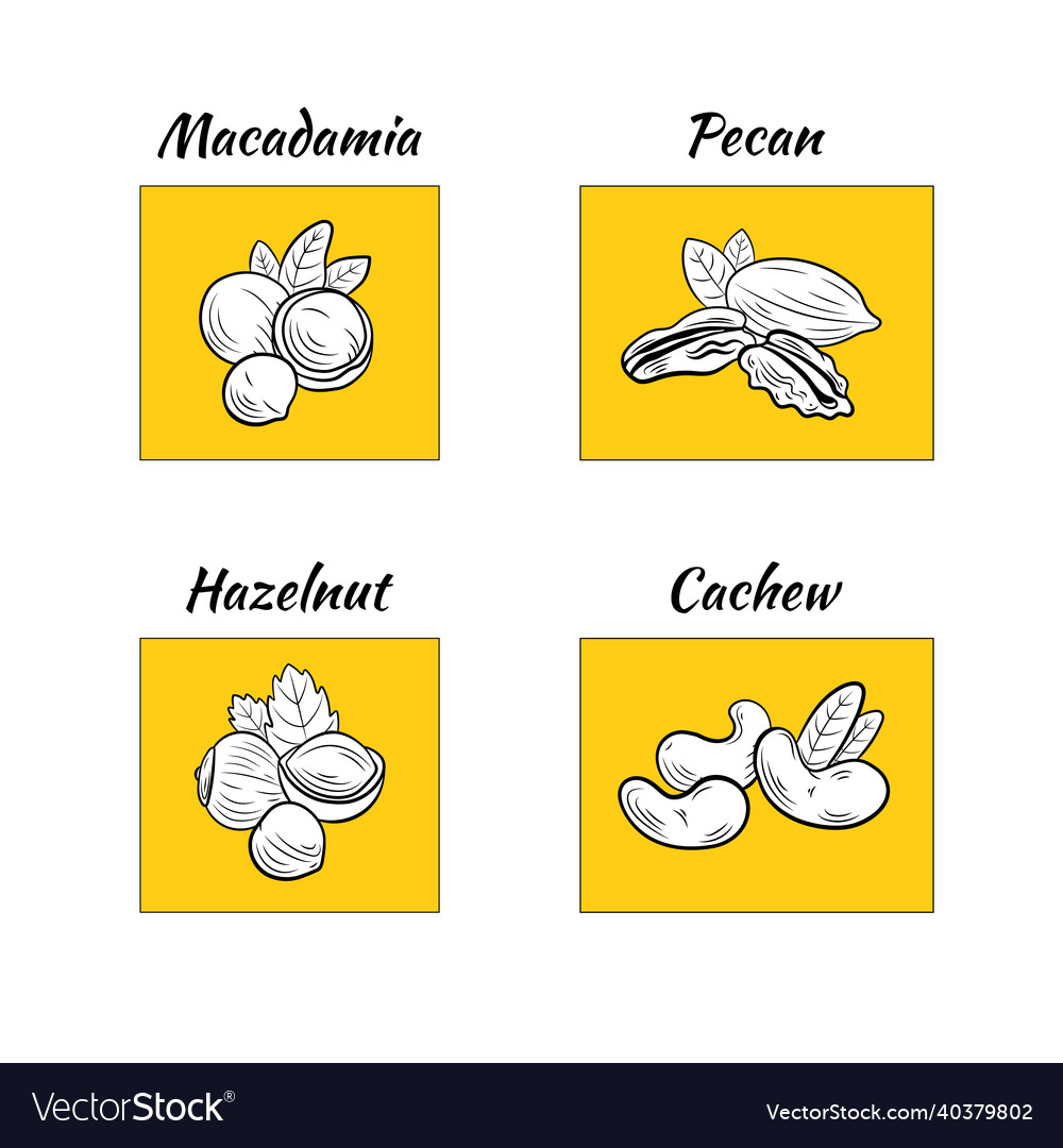 Set of different nuts vector image Set of different nuts