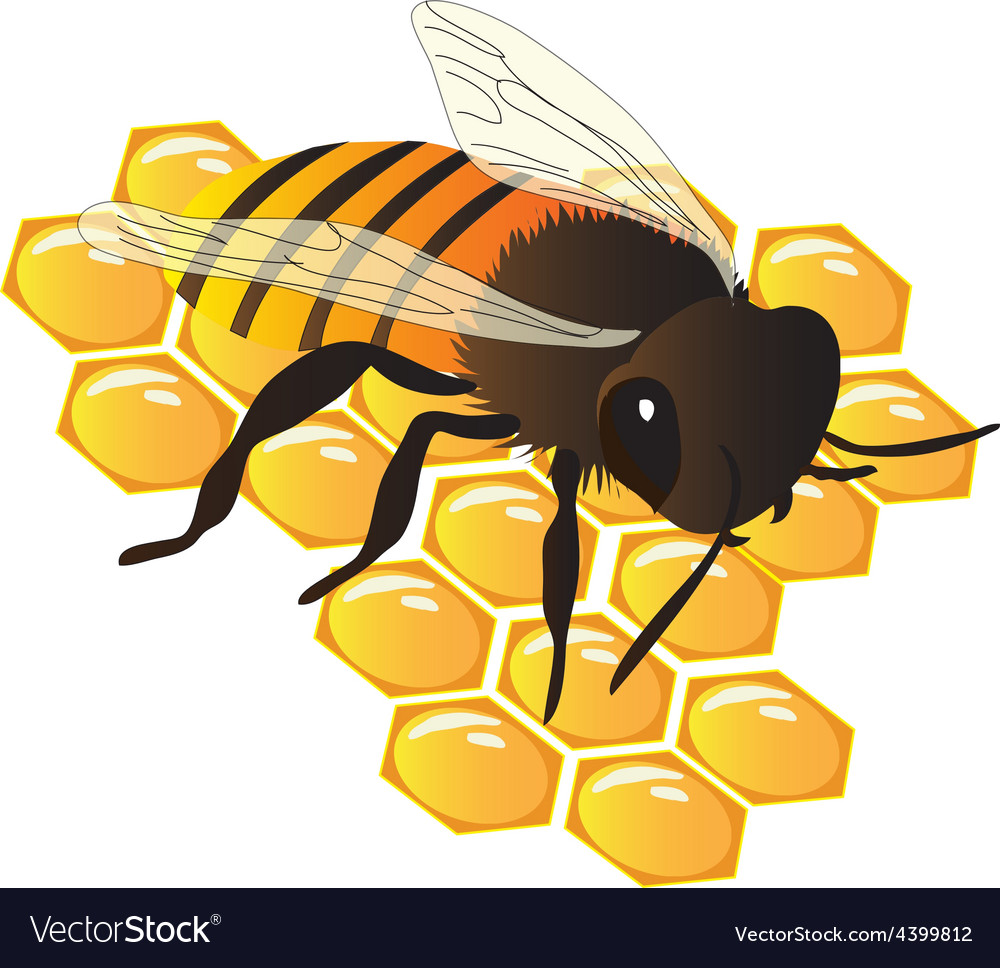 Bee on hive Royalty Free Vector Image - VectorStock