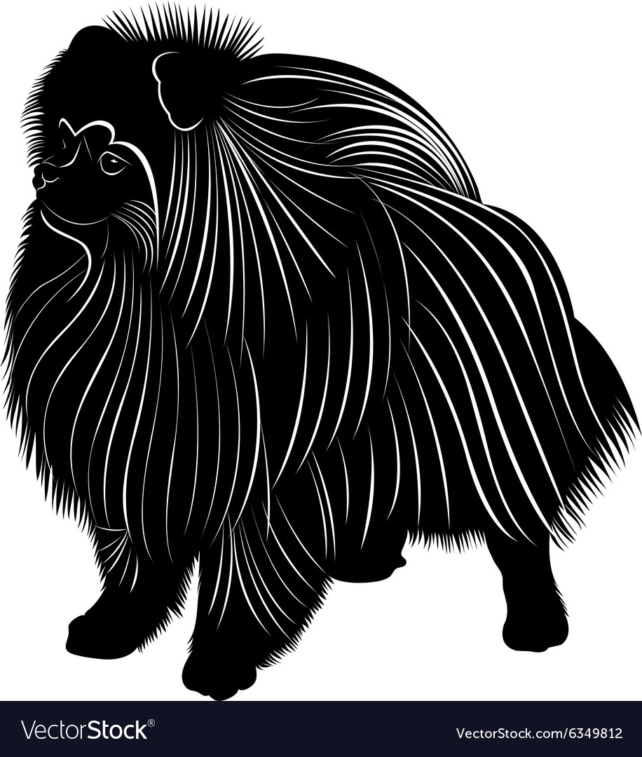 Spitz