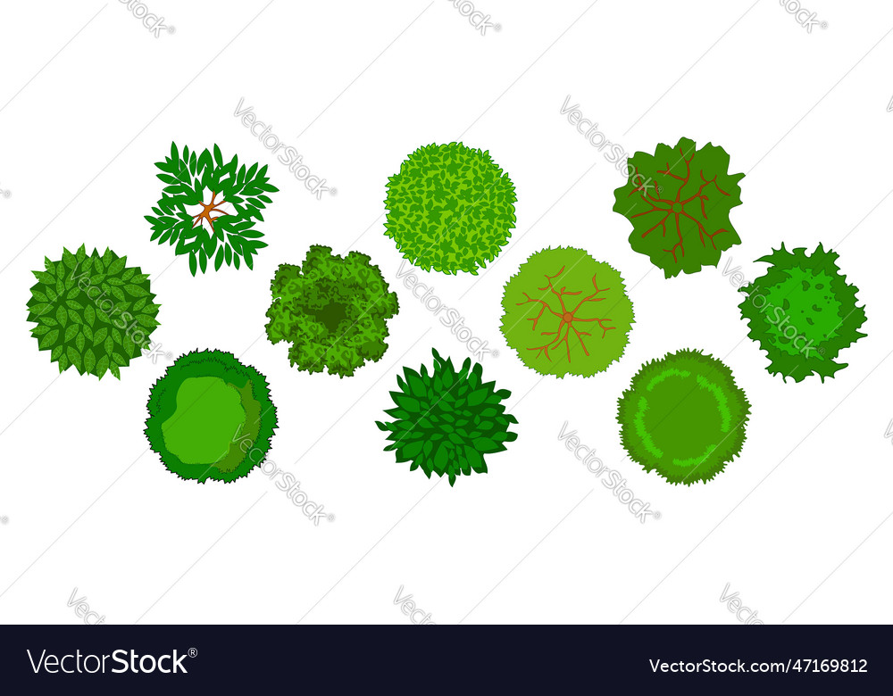 Trees top down view for landscape design Vector Image