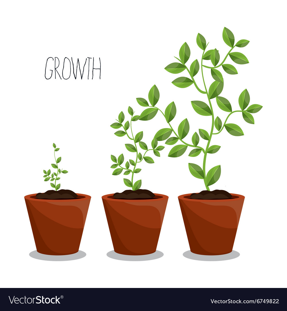 Nature plants growth Royalty Free Vector Image