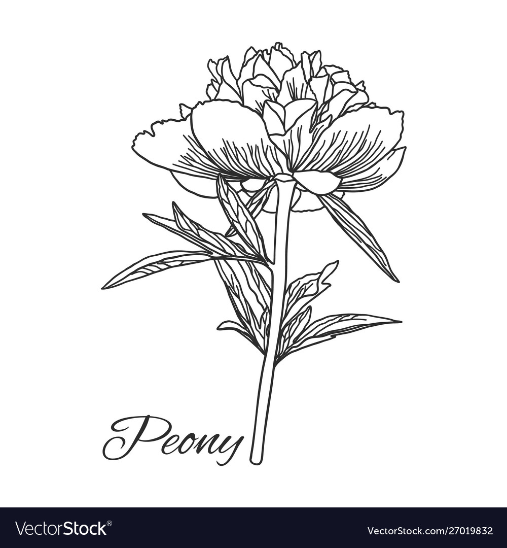 Cute peony flower in line art style isolated