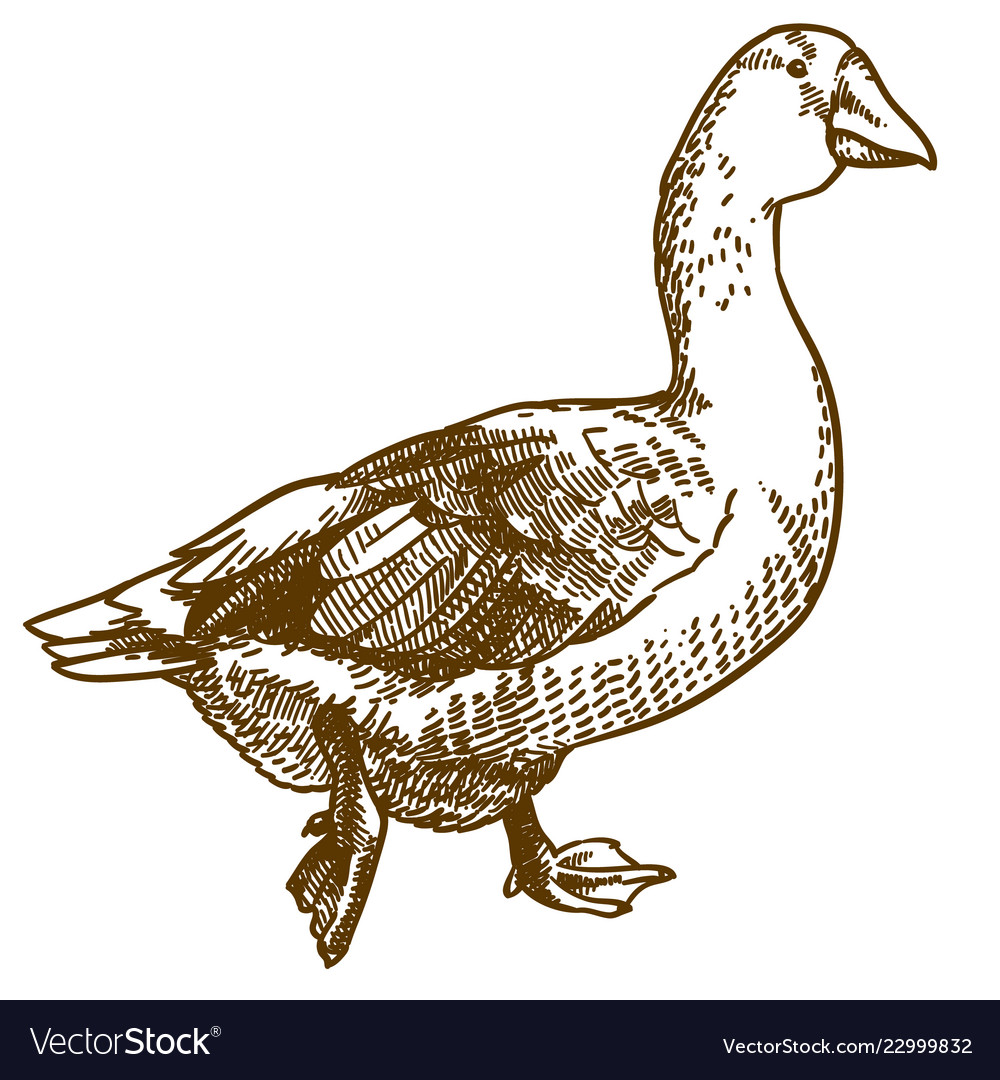 Engraving Of Big Goose Royalty Free Vector Image