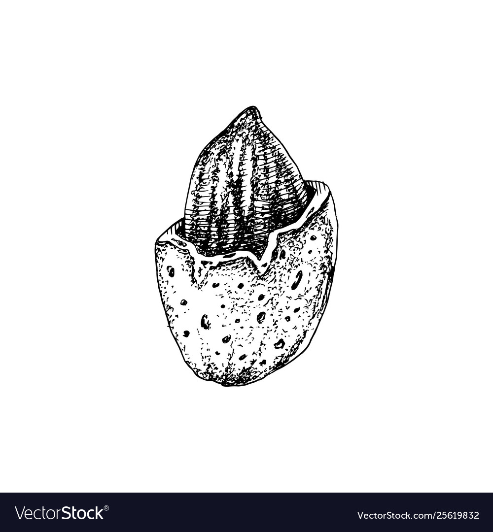 Hand drawn almond in broken shell Royalty Free Vector Image