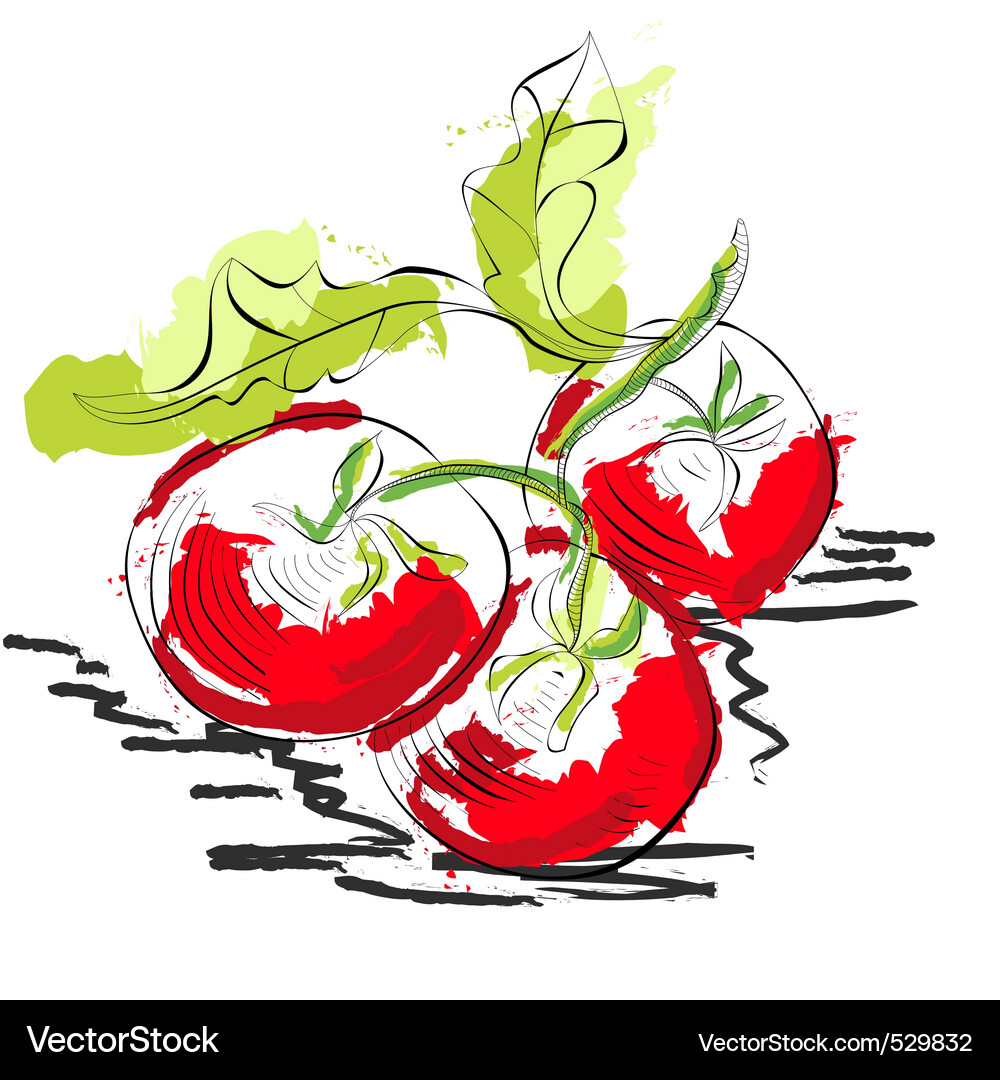 Tomato Royalty Free Vector Image - VectorStock