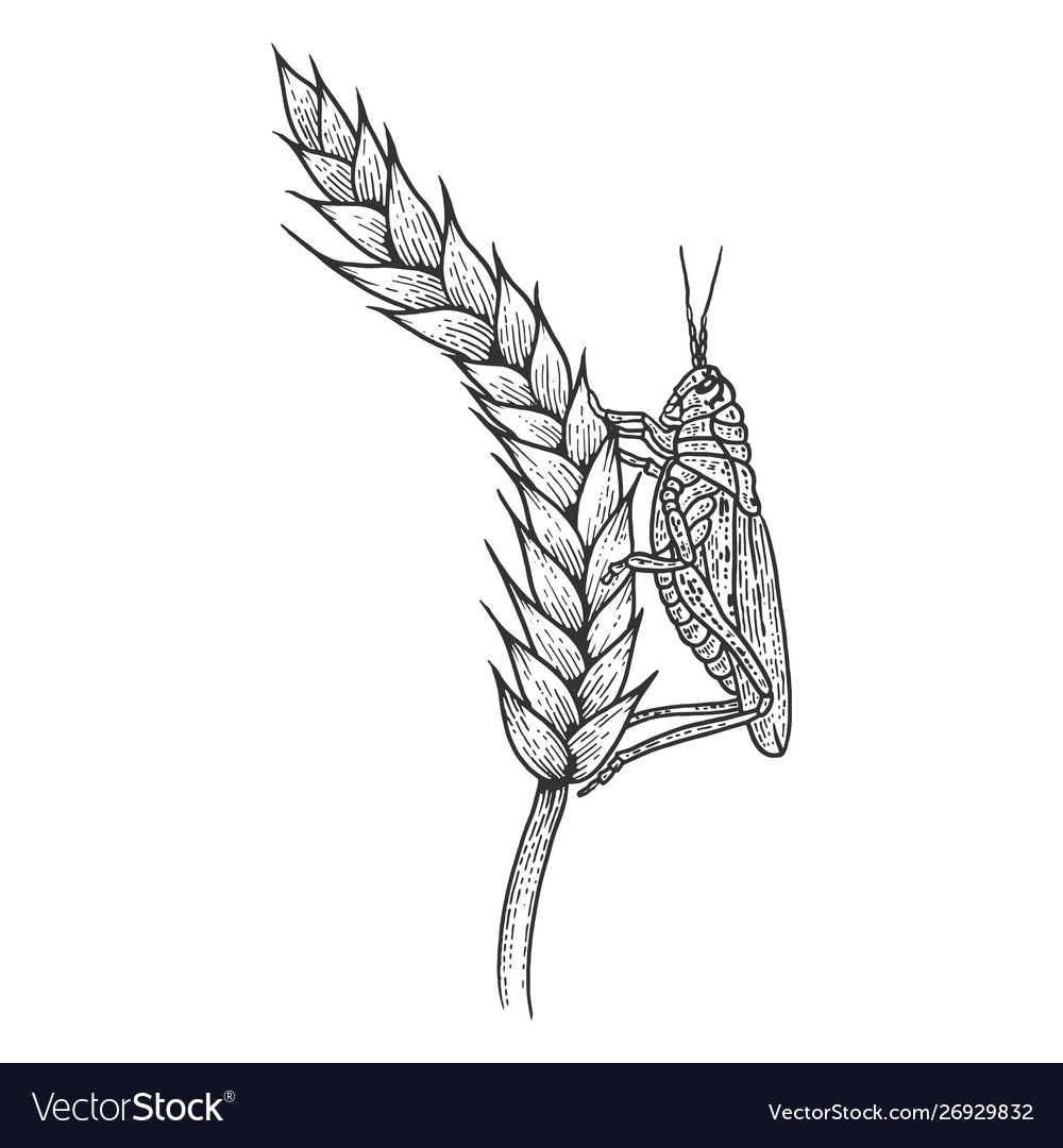 Wheat ear spikelet with locusts sketch