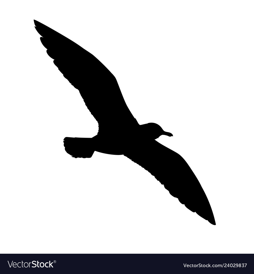 Flying seagull silhouette in Royalty Free Vector Image